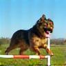 Chien franchissant un obstacle d'agility