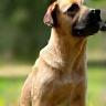 Chien assis pendant une séance d'obéissance