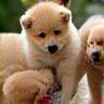 Chiots jouant pendant le cours