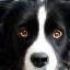 Lucas et son border collie