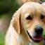 Solène avec son chiot labrador